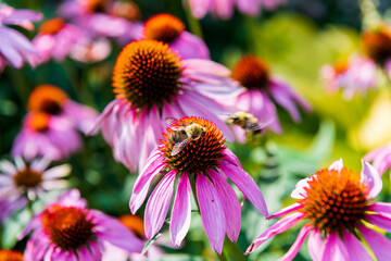 Purple coneflower, or echinacea, is a popular sun perennial seen with honey bees. Shot in a older part of Toronto's Beaches neighbourthood.