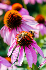 Purple coneflower, or echinacea, is a popular sun perennial seen with honey bees. Shot in a older part of Toronto's Beaches neighbourthood.