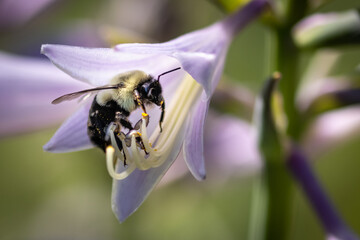 Bee on hosta flower