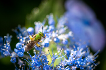 Green bee on blue flower