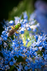 Green bee on blue flower