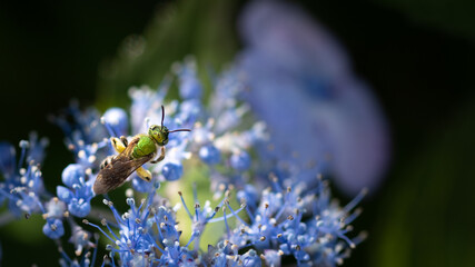 Green bee on blue flower
