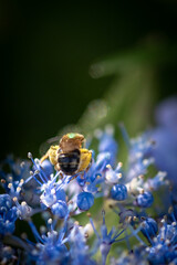 Green bee on blue flower