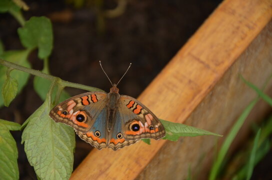 Mariposa simetrica 