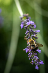 Bee on lavender