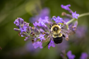 Bee on lavender