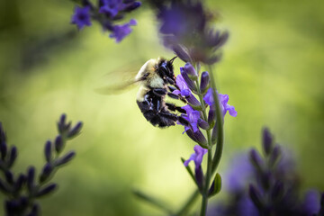 Bee on lavender
