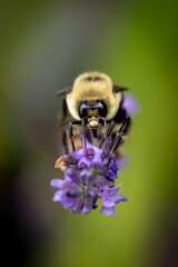 Bee on lavender