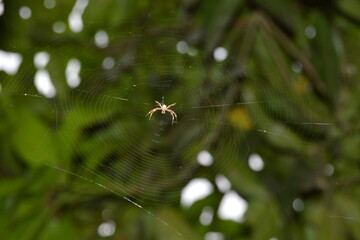 spider on web