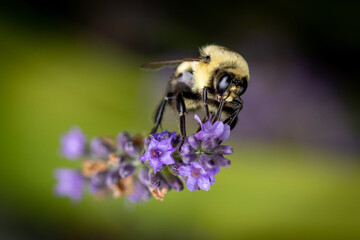 Bee on lavender