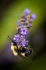 Bee on lavender