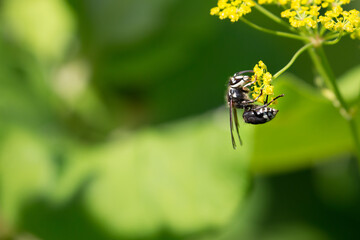 Bald-faced hornet on a flower