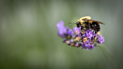 Bee on lavender
