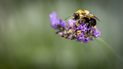 Bee on lavender
