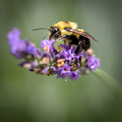 Bee on lavender