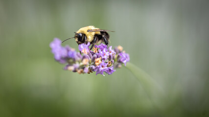 Bee on lavender