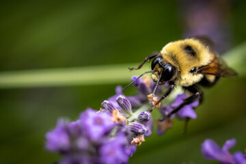 Bee on lavender