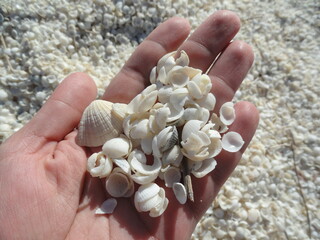 A handful of shells. Zoom of tiny little white shells from the cockle species. Natural sunlight. Shell beach, Shark Bay region, Western Australia. UNESCO World Heritage Site. Unfocused background.  
