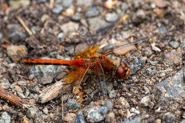 dragonfly on a leaf