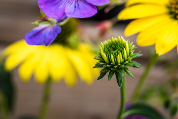 Coneflower bud