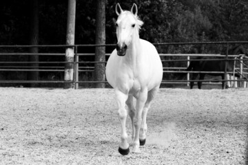 black and white horse