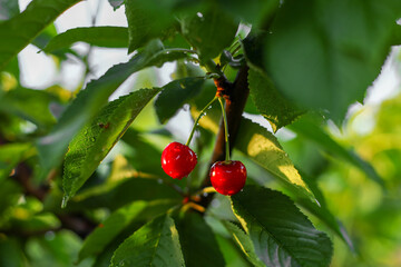 Fototapeta premium red berries on a branch of a tree
