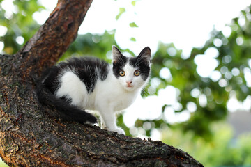 cat on tree, cat in the tree	