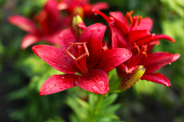 Fototapeta premium close up of red lily, close up of red flower, red lily flower 