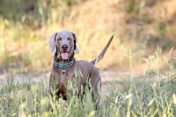 German short-haired pointer dog in a strict metal collar on a background of green grass on a bright sunny day. Close-up with blurred background.