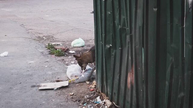 Abandoned dog on the street eating from trash in plastic bag near dumpster in ghetto.
