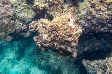 Naklejka na ściany i meble Snorkeling watching school fish swimming on coral reefs under the Andaman sea