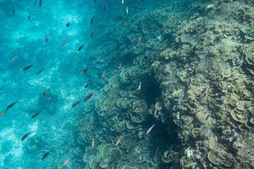 Snorkeling watching school fish swimming on coral reefs under the Andaman sea