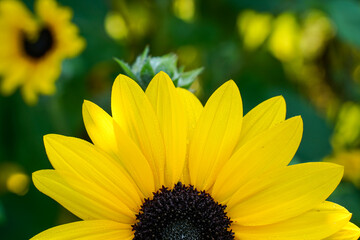 Top half of a small, bright yellow sunflower. Variety is a sunfinity sunflower. You can see half of the center and the top half of the flower. Another sunflower bud is behind the flowerhead. 