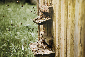 Close-up bees, beekeeping, bees in flight, wooden beehive and bees