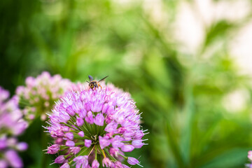 Bee on top of  Milkweed flower