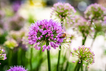 Fototapeta premium Bee crawling on Milkweed