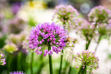 Bee pollenating Milkweed - obrazy, fototapety, plakaty