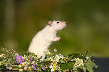 curious pet rat portrait outdoors in summer
