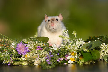 pet rat close up portrait outdoors in summer