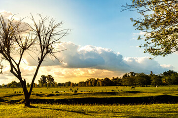 Paisaje de campo