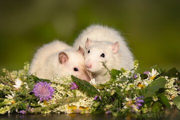 two pet rats posing close to each other and being affectionate
