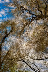 Arboles y cielo en un bosque