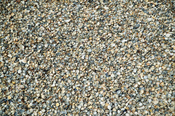 Seashells, beautiful background, beach.