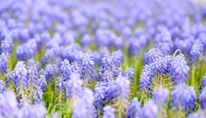 Beautiful blue hyocinths covered the ground, background.