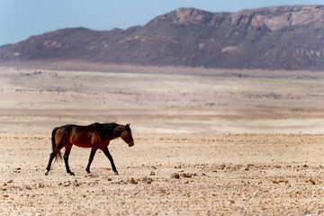 Wild horse near city Aus, Namibia.