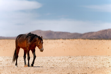 Wild horse near city Aus, Namibia.