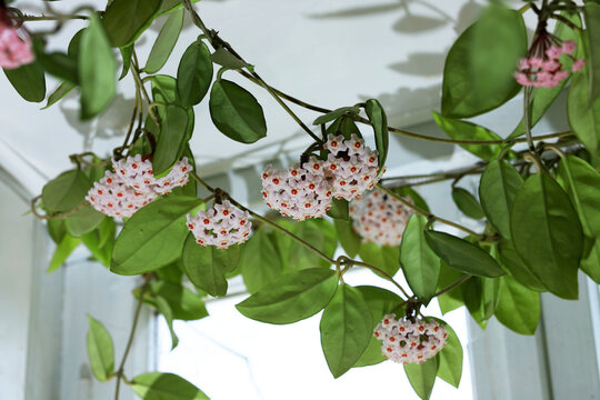 Beautiful hoya flowers in the house.