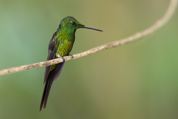 Rotstern-Brillantkolibri (Empress brilliant) Mindo, Ecuador