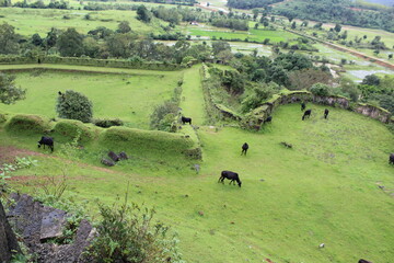 Fototapeta na wymiar landscape with cows. At Nagara Fort Karnataka 