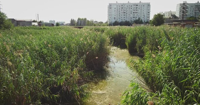 Blooming green water covered duckweed with reeds by both sides and ghetto on background